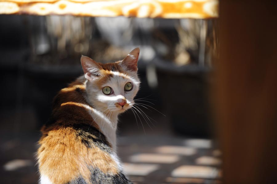 portrait-cat-footpath